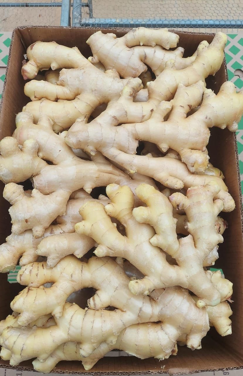 Gingembre (Ginger)